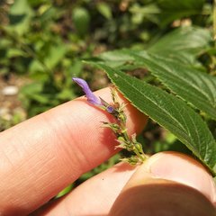 Salvia connivens