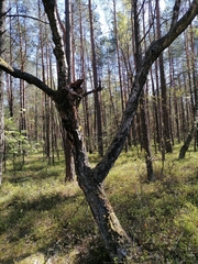 Betula pendula carelica