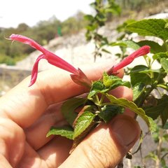 Salvia pubescens