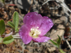 Clarkia davyi