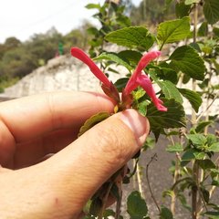 Salvia pubescens