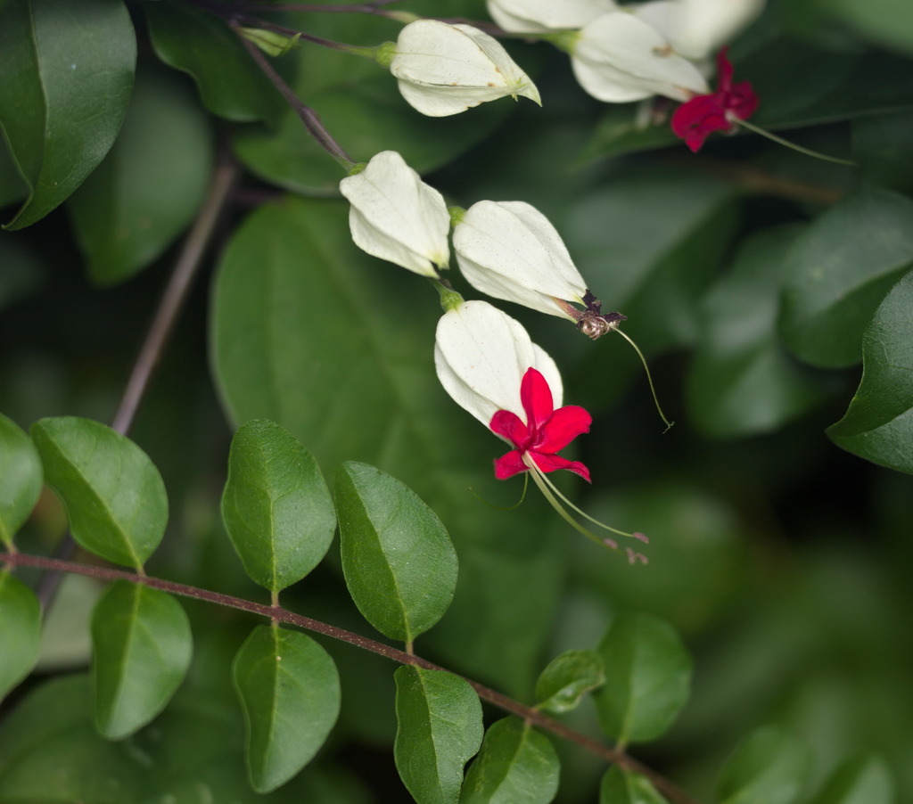 Clerodendrum thomsoniae, Kadoorie Farm, Hong Kong
