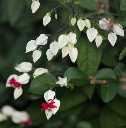 Clerodendrum thomsoniae
