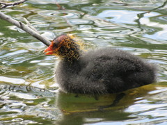 Fulica atra
