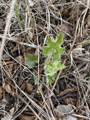 Heuchera richardsonii