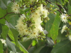 Angiospermae