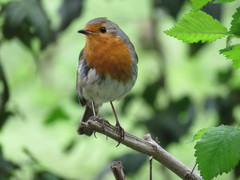 Erithacus rubecula