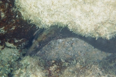 Congrogadus