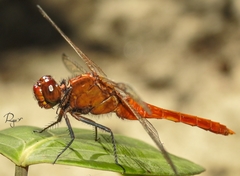 Rhodothemis rufa