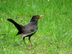 Turdus merula