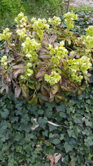 Helleborus argutifolius