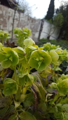 Helleborus argutifolius