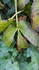 Helleborus argutifolius