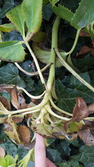 Helleborus argutifolius