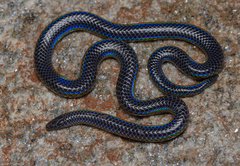 Melanophidium wynaudense