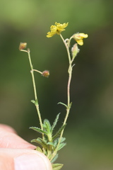 Helianthemum oelandicum