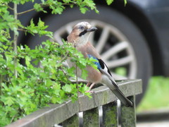Garrulus glandarius