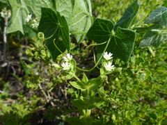 Stellaria littoralis