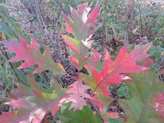 Quercus rubra
