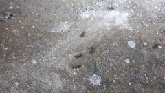Lasius emarginatus