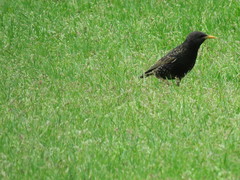Sturnus vulgaris