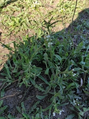 Capsella bursa-pastoris