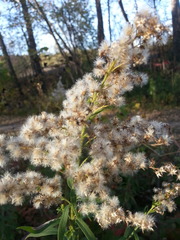 Solidago speciosa