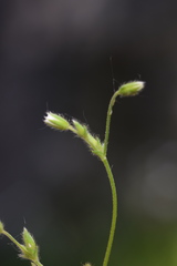 Cerastium tenoreanum