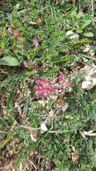 Astragalus buschiorum