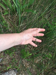 Juncus balticus littoralis