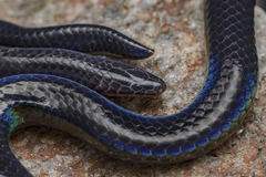 Melanophidium wynaudense