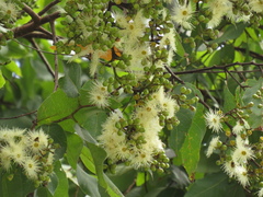 Angiospermae