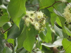 Angiospermae