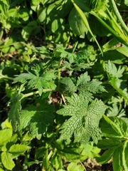 Leonurus quinquelobatus