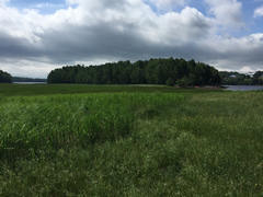 Juncus balticus littoralis