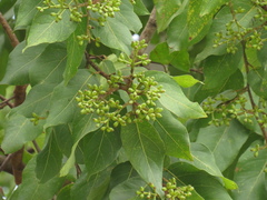Angiospermae