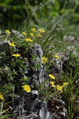 Helianthemum oelandicum