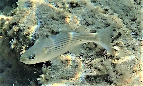 Boxlip Mullet, photo 6 of 8