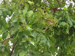 Angiospermae