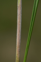 Bromus condensatus