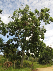 Angiospermae