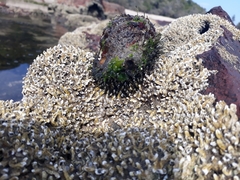 Monoplex parthenopeus