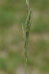 Bromus condensatus