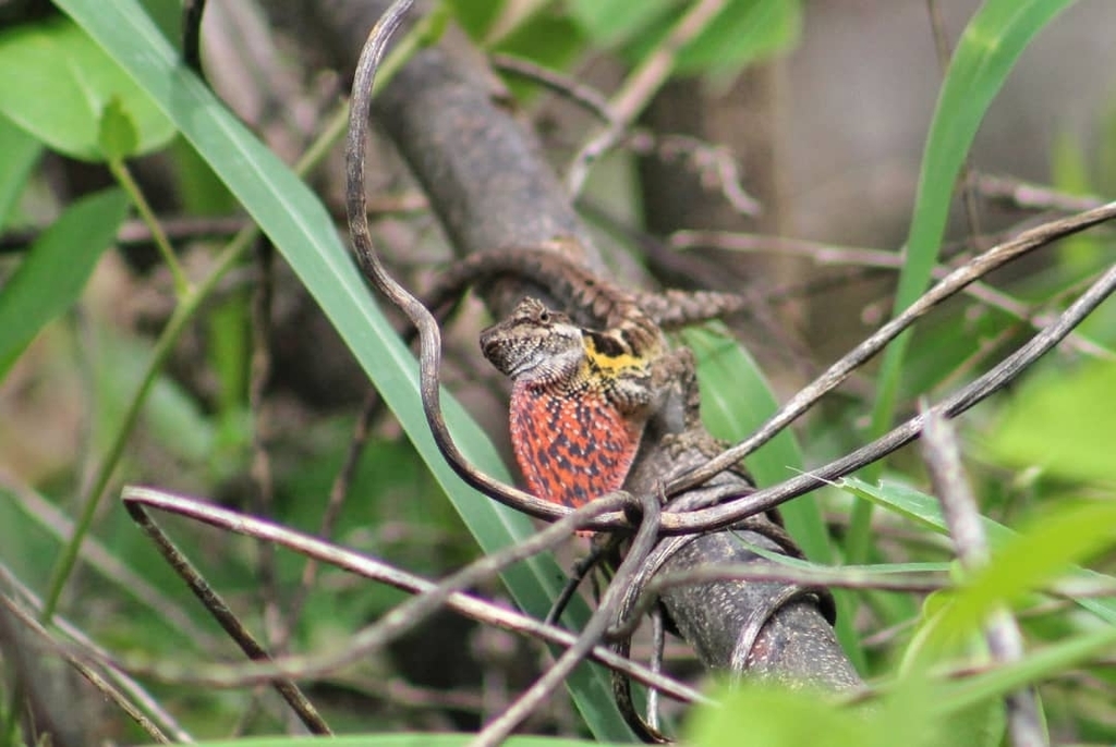 Annex Anole