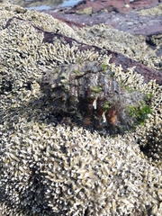 Monoplex parthenopeus