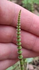 Equisetum pratense image