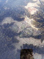 Monoplex parthenopeus