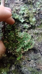 Pseudocyphellaria carpoloma