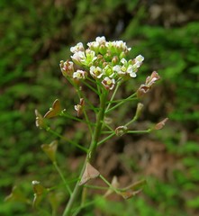 Capsella rubella