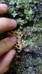 Pseudocyphellaria carpoloma